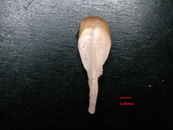 Media type: image;   Malacology 232049 Description: interior view of pallet;  Aspect: interior